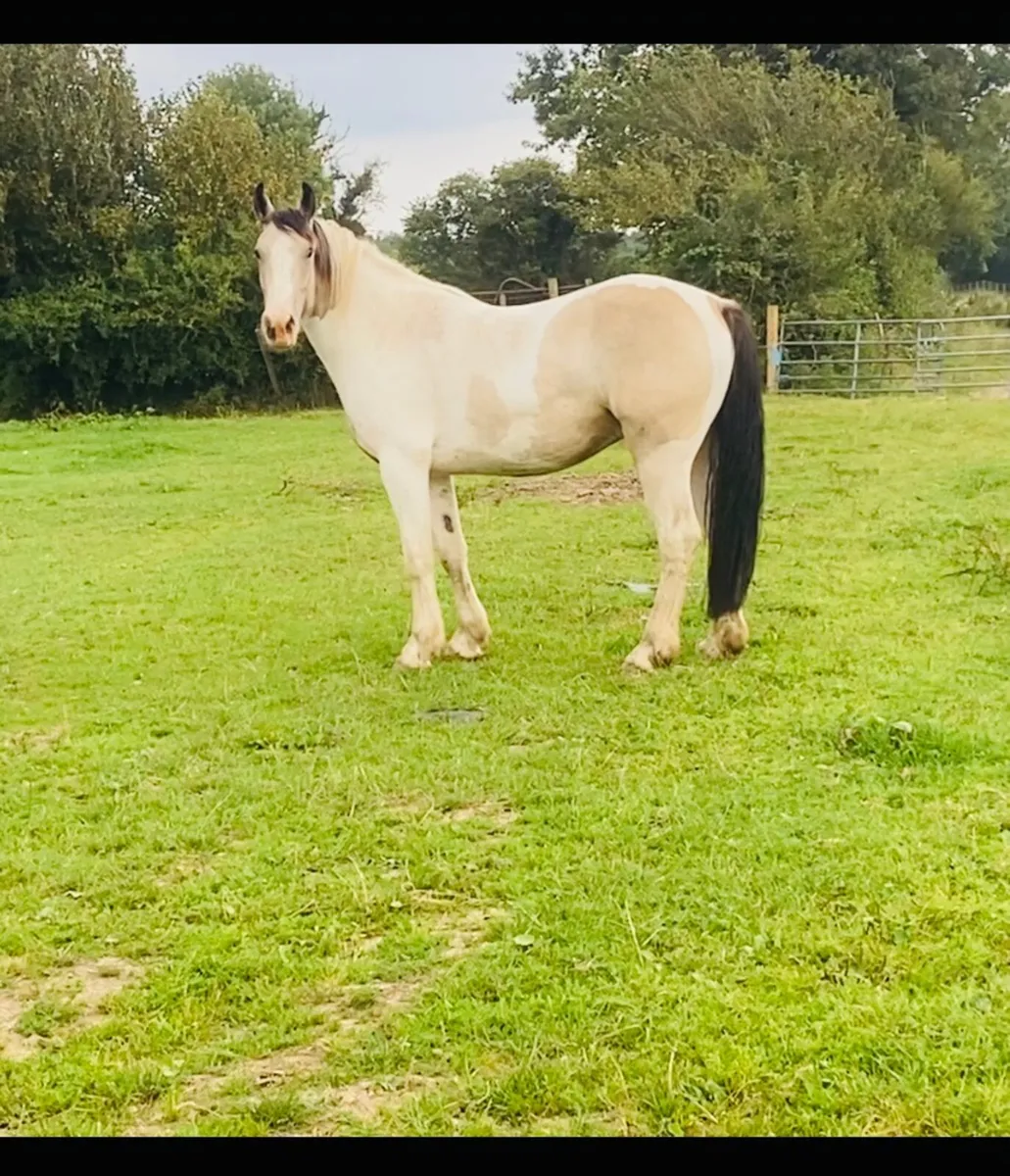 ⭐️Gelding ⭐️ - Image 3