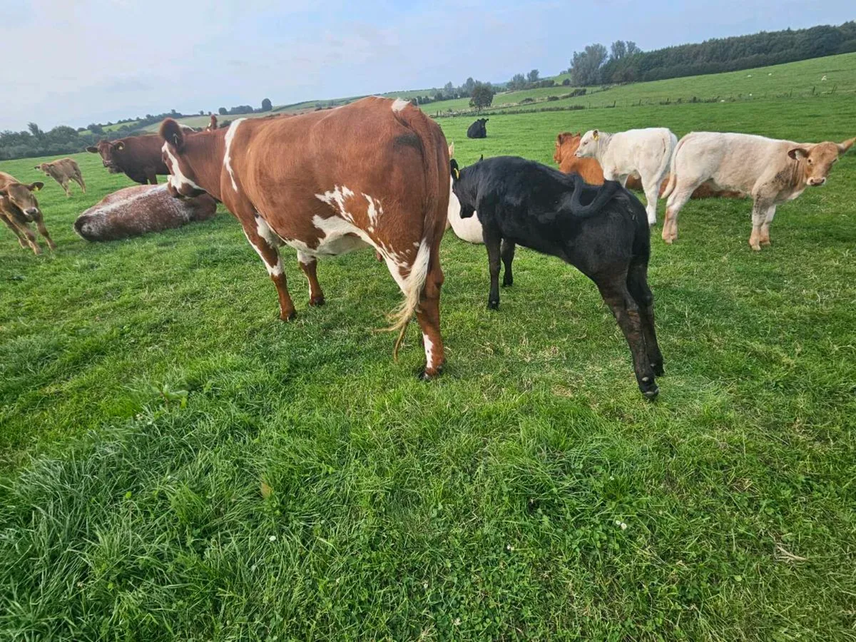 Fully Organic Cow & Calf kingscourt Mart 21st Aug - Image 1