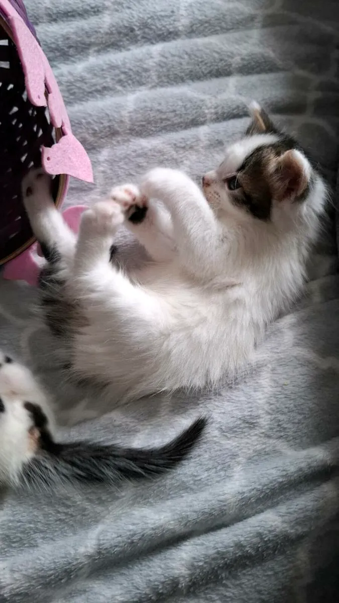 Kitten - Image 4