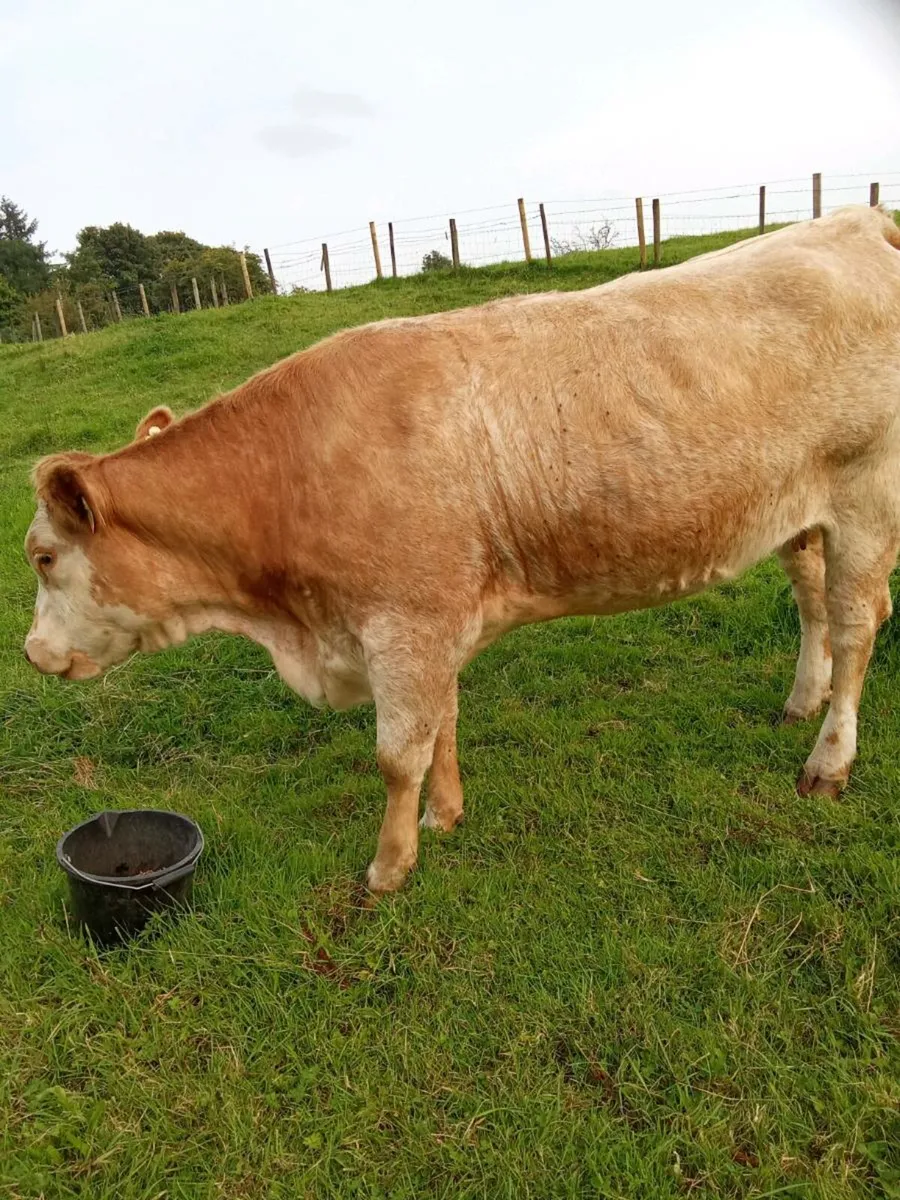 Suckler heifer - Image 3