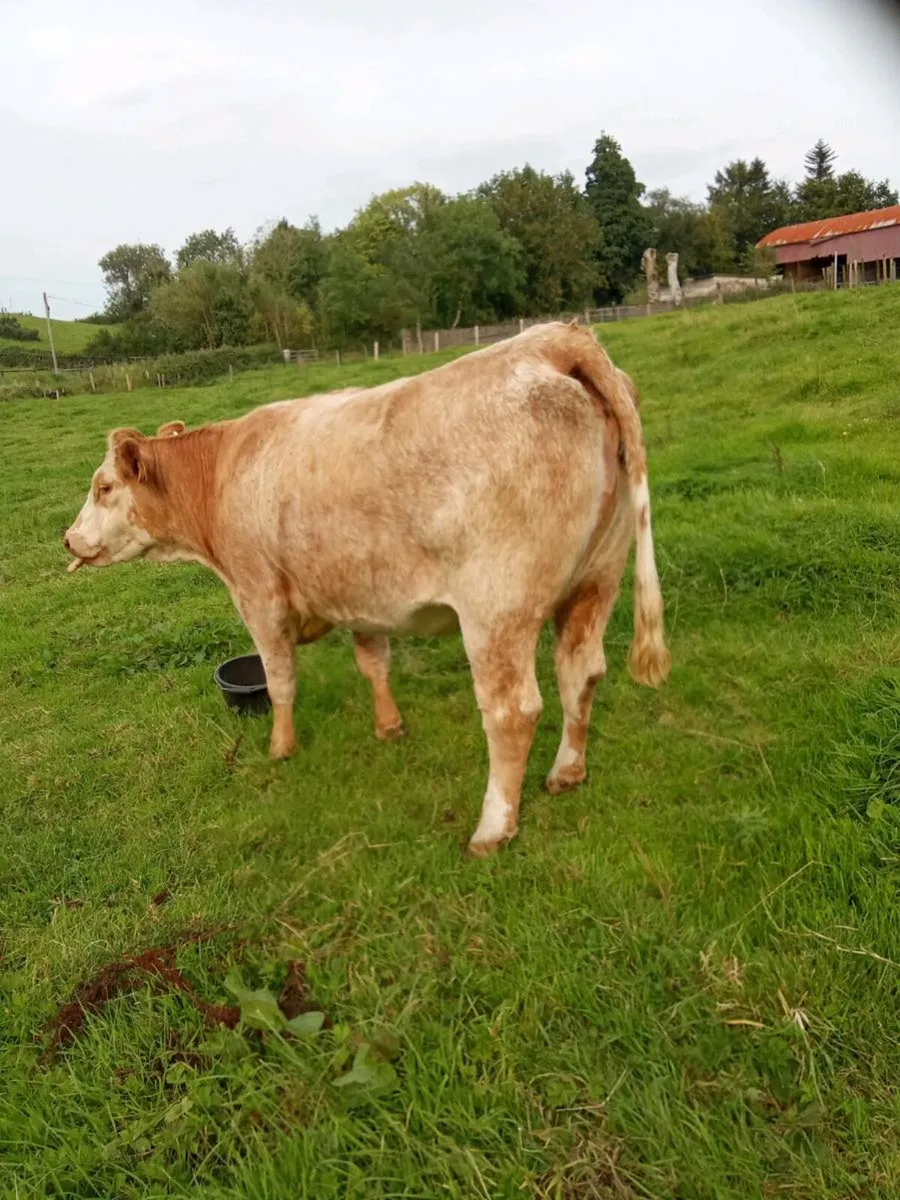 Suckler heifer - Image 1