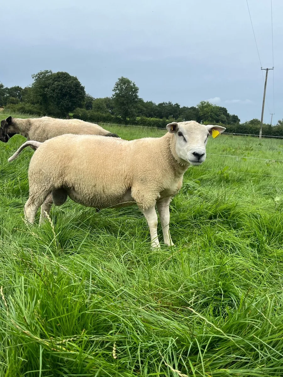 Hybrid Hogget Rams - Image 2
