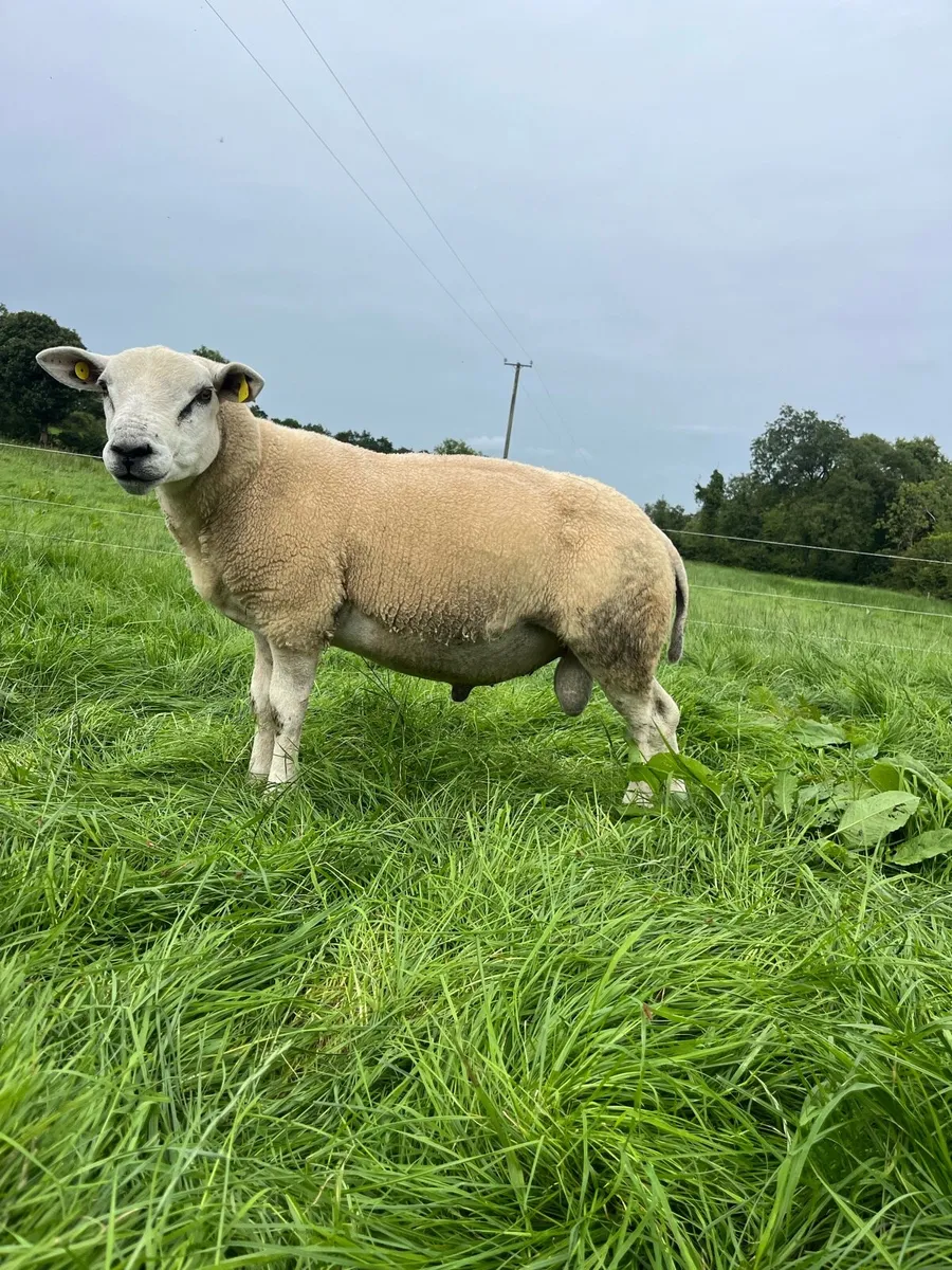 Hybrid Hogget Rams - Image 3
