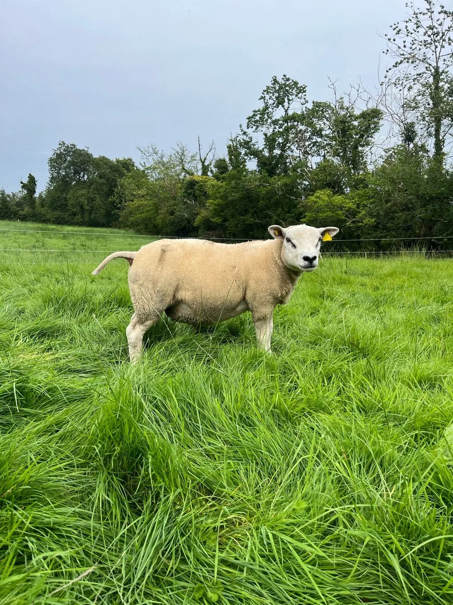 Hybrid Hogget Rams - Image 4