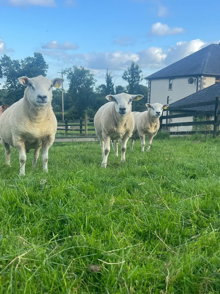 Hybrid Hogget Rams - Image 1