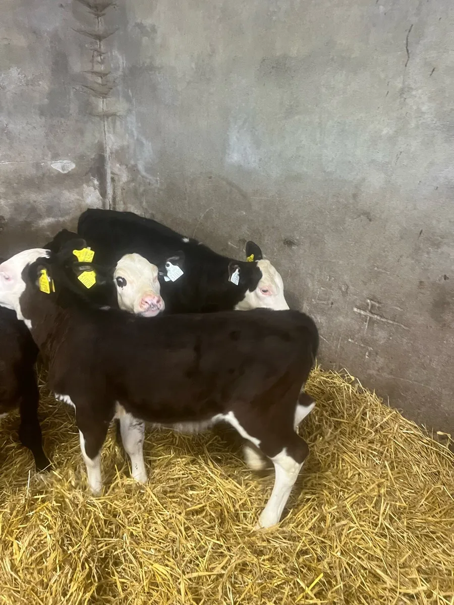 Bl WH heifer runners for sale - Image 1