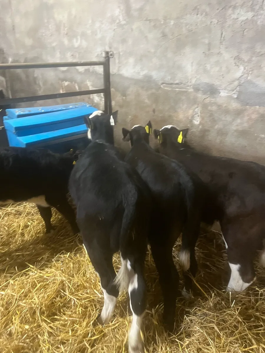 Bl WH heifer runners for sale - Image 3