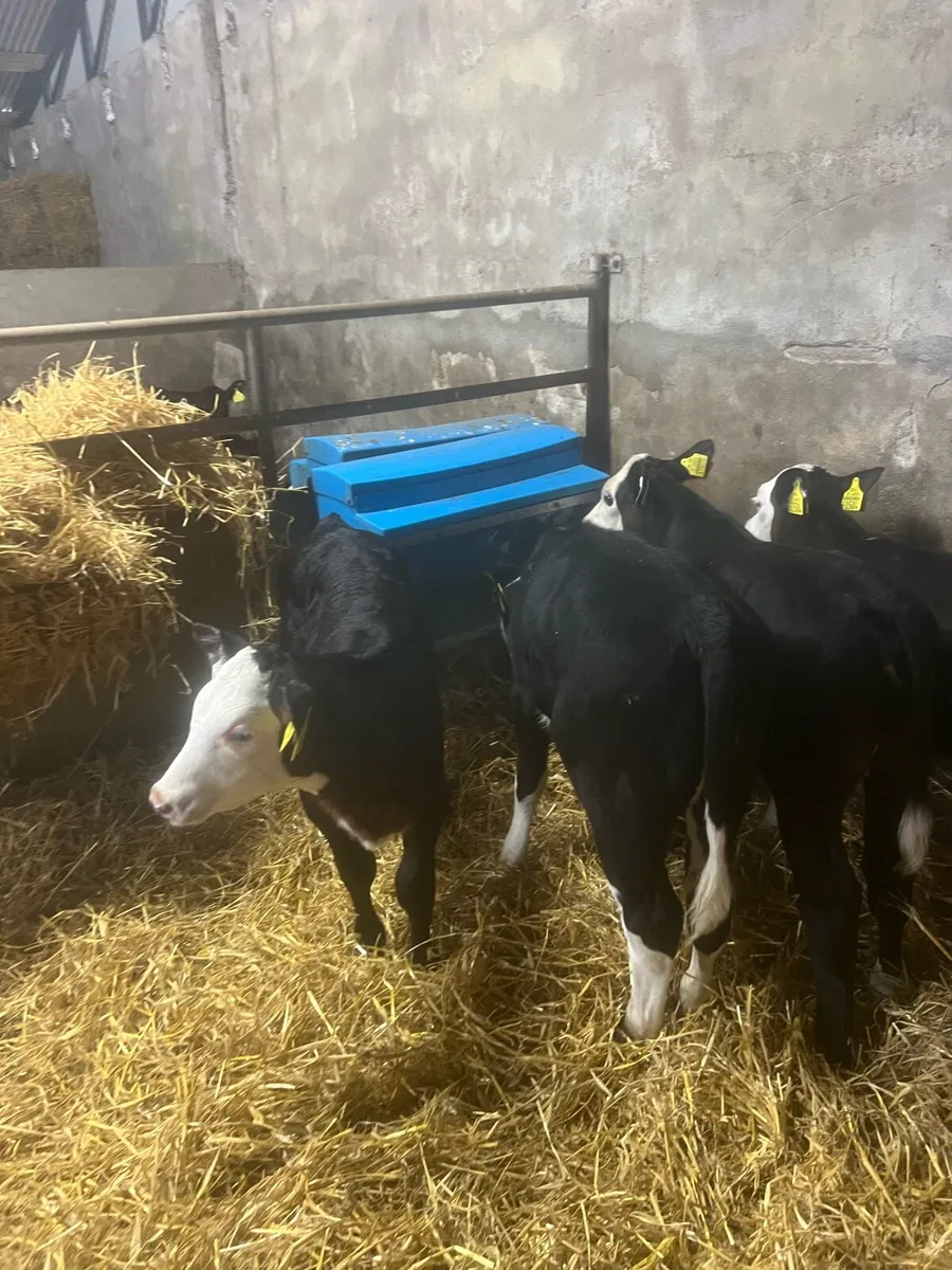 Bl WH heifer runners for sale - Image 4