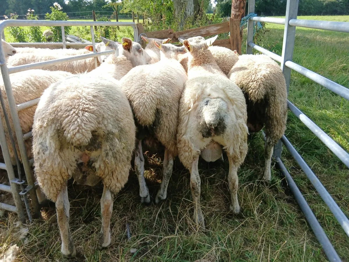 Aberfield Ram Lambs - Image 4