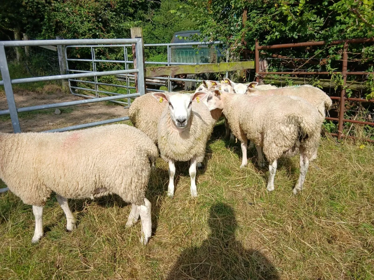 Aberfield Ram Lambs - Image 3