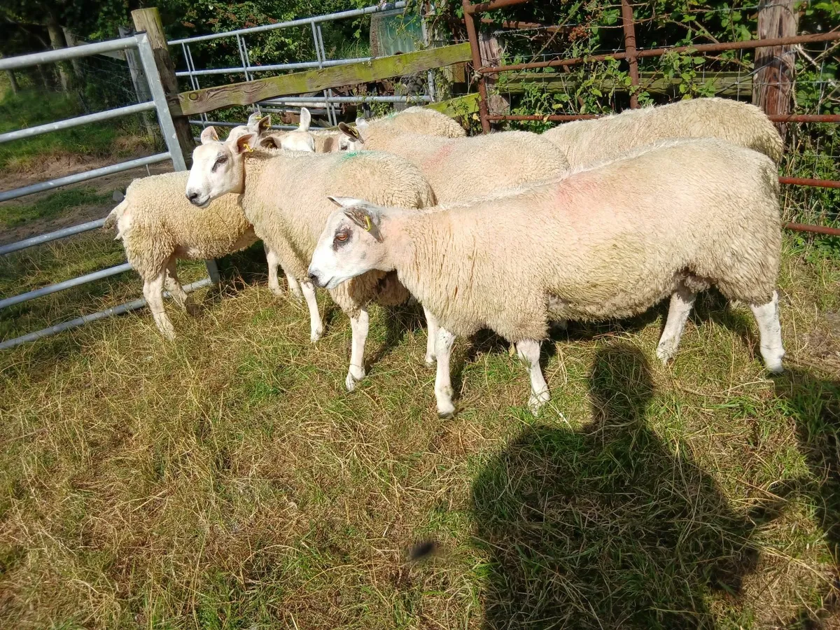 Aberfield Ram Lambs - Image 2