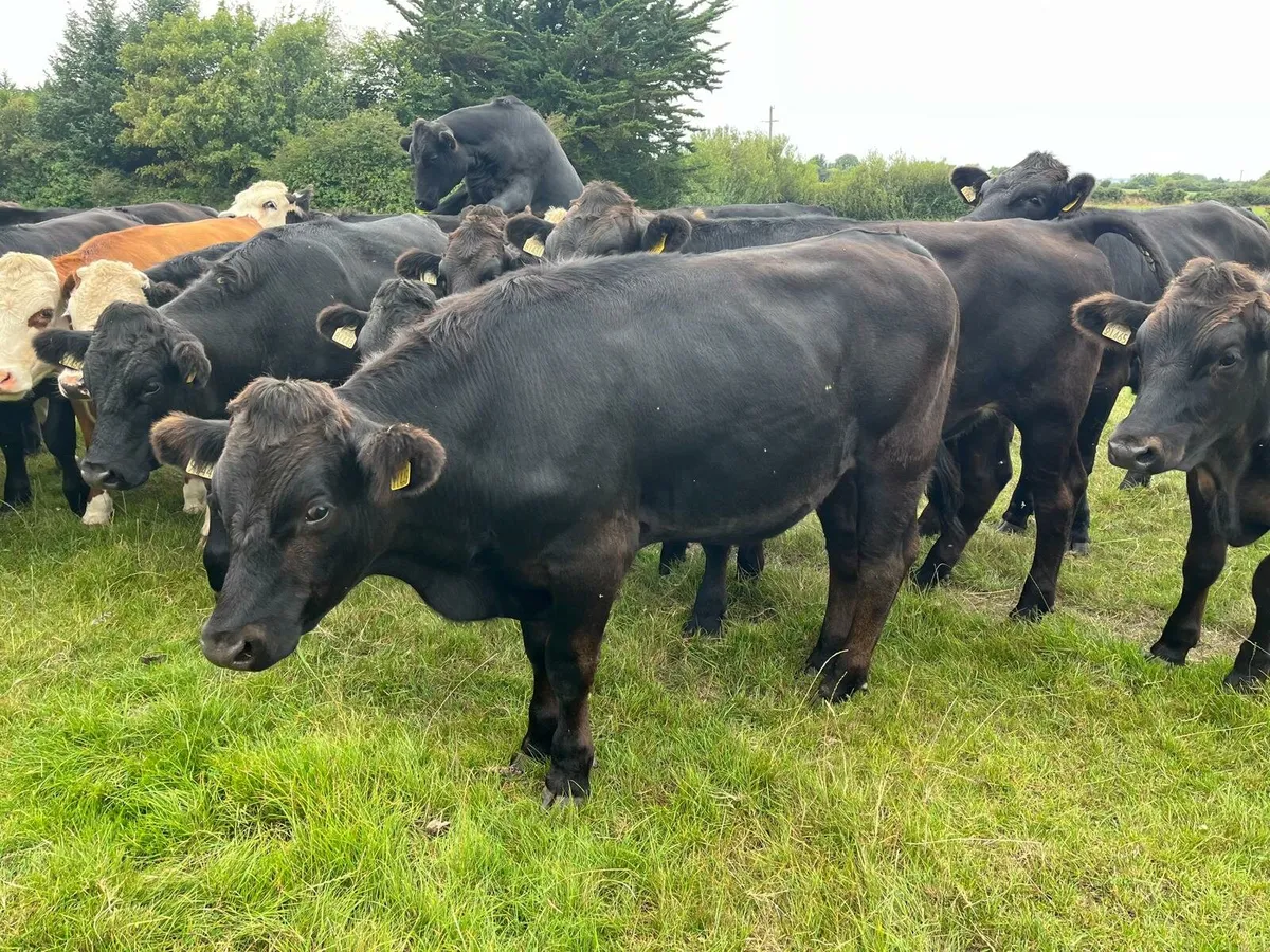 60 Store Cattle Enniscorthy Mart 19th of August - Image 1