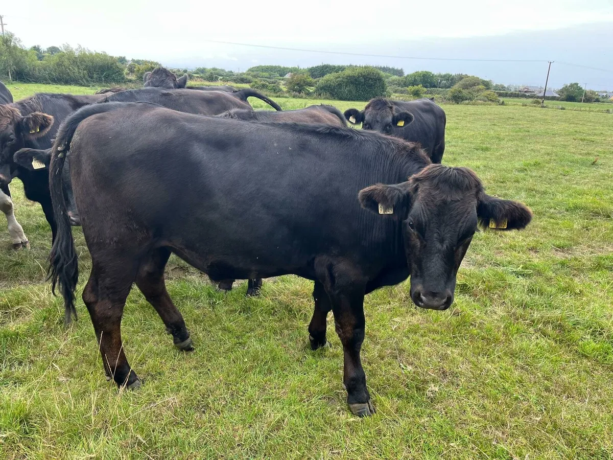 60 Store Cattle Enniscorthy Mart 19th of August - Image 2