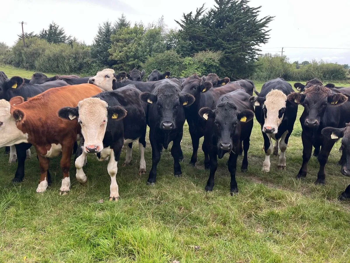 60 Store Cattle Enniscorthy Mart 19th of August - Image 3