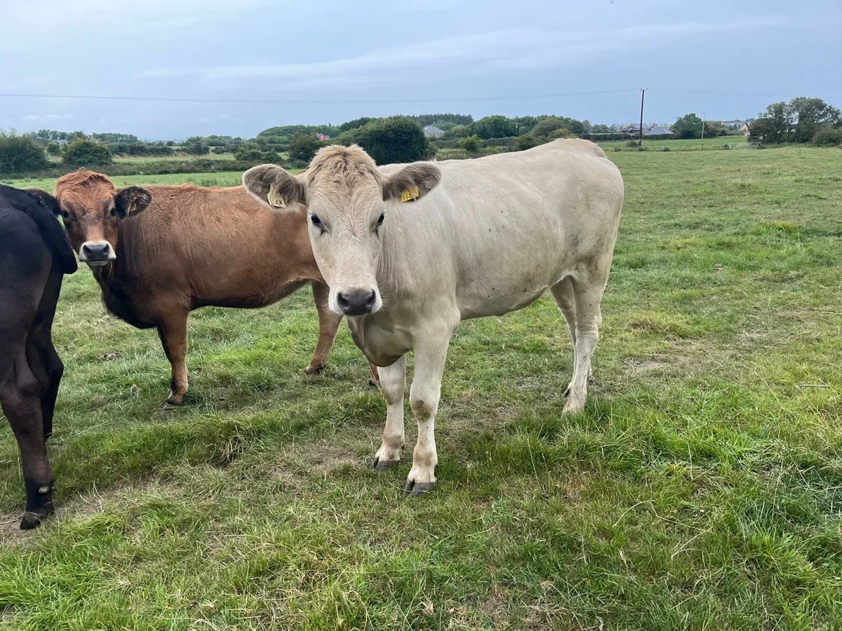 60 Store Cattle Enniscorthy Mart 19th of August - Image 4
