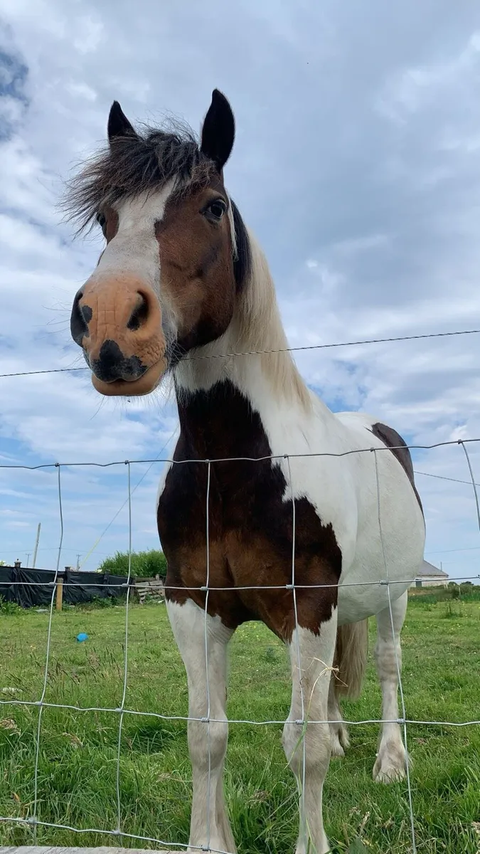 Horse - Image 1