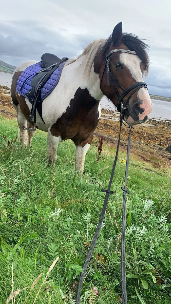 Horse - Image 2