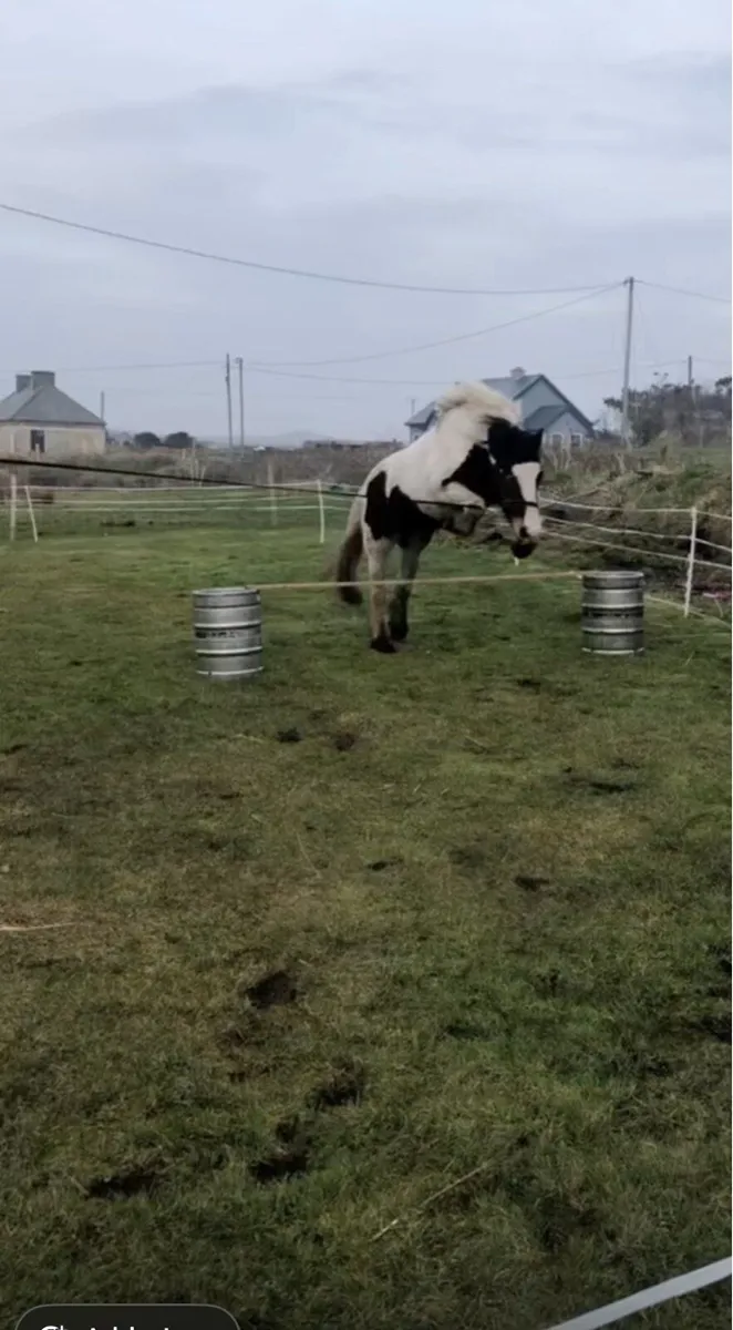 Horse - Image 3