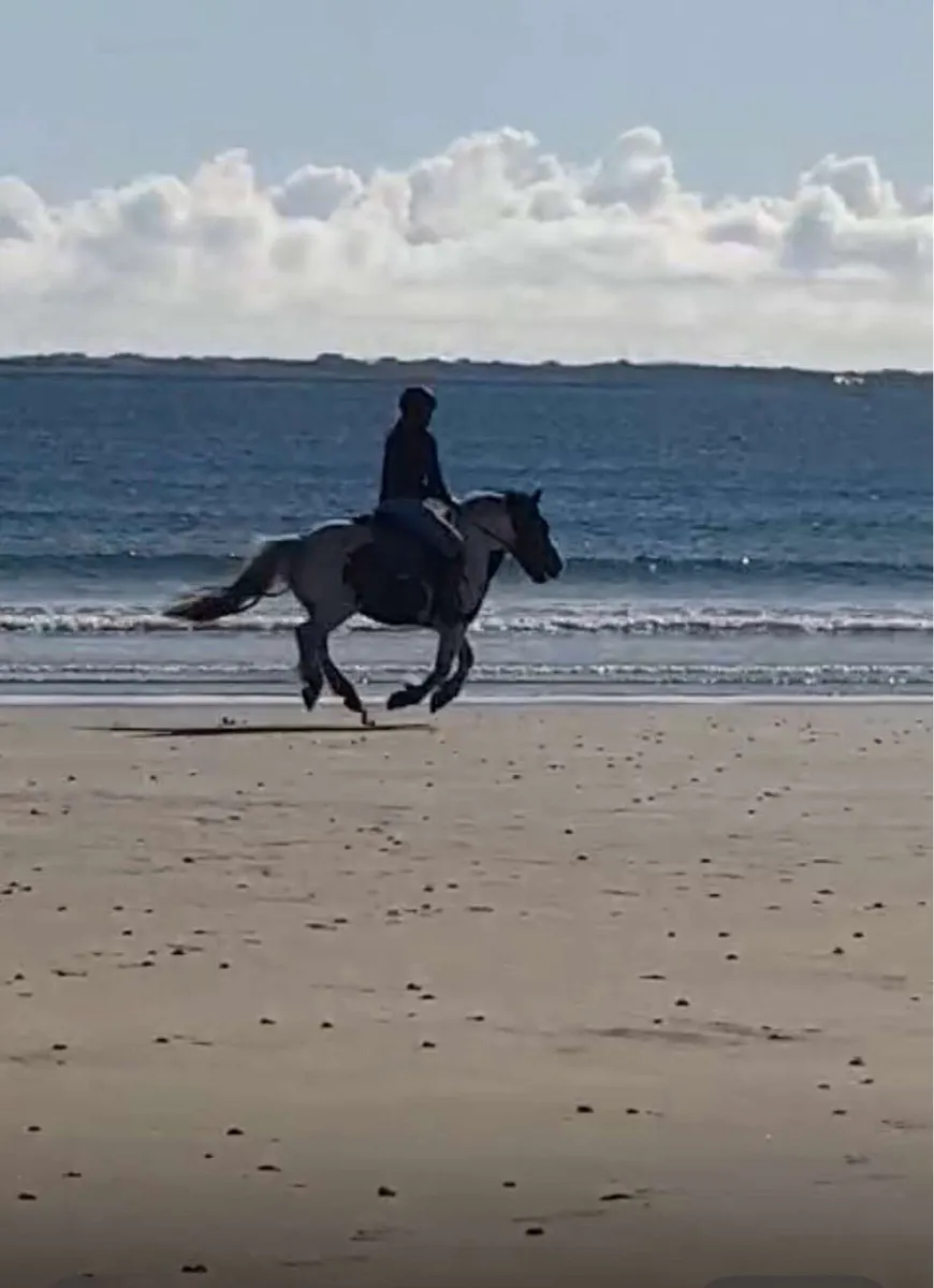 Horse - Image 4