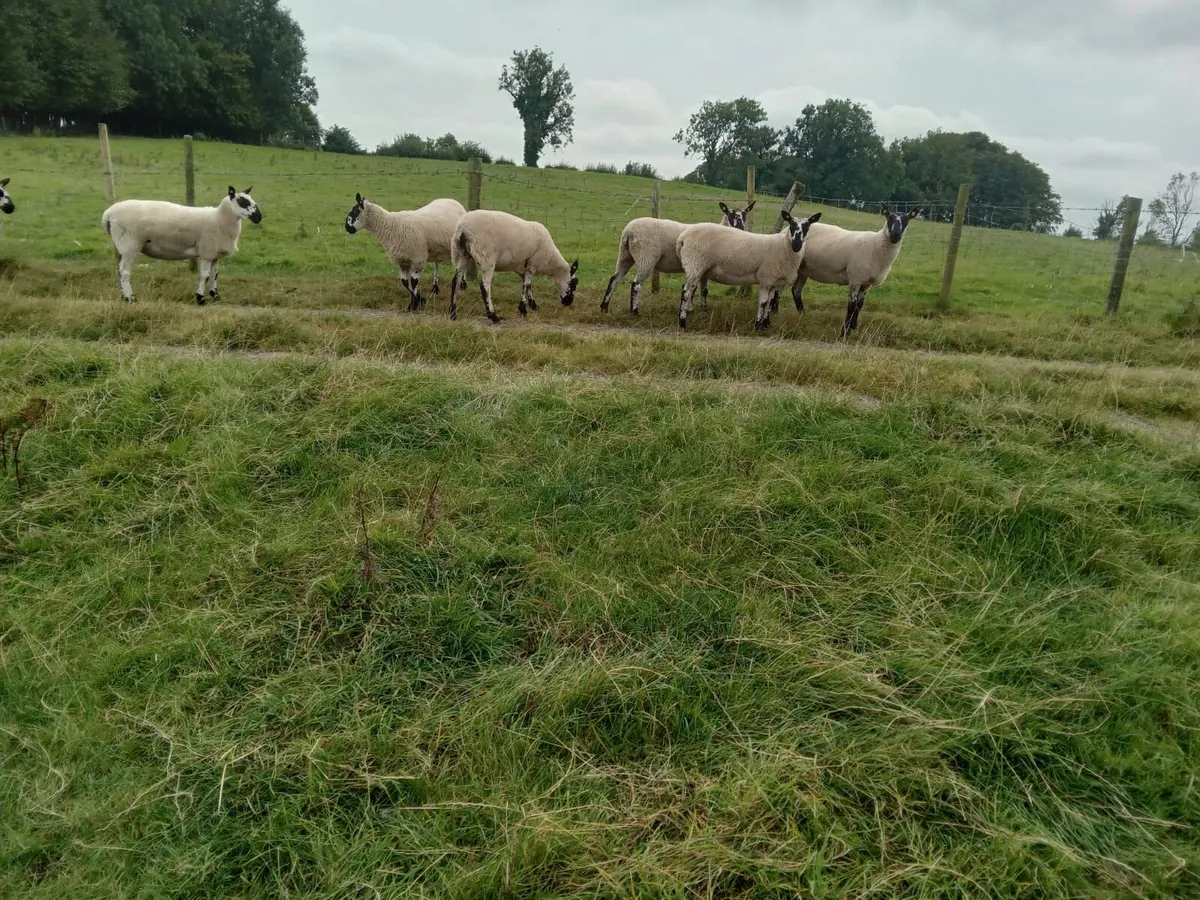10 Millford Type Hogget Ewes - Image 3