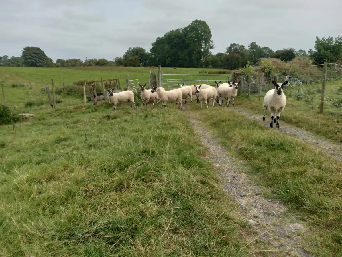 10 Millford Type Hogget Ewes - Image 1