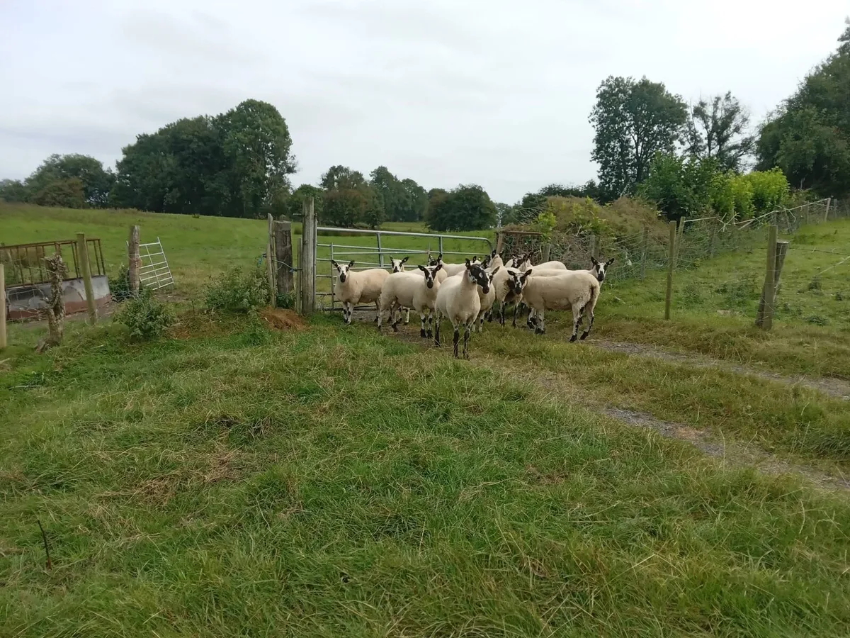 10 Millford Type Hogget Ewes - Image 2