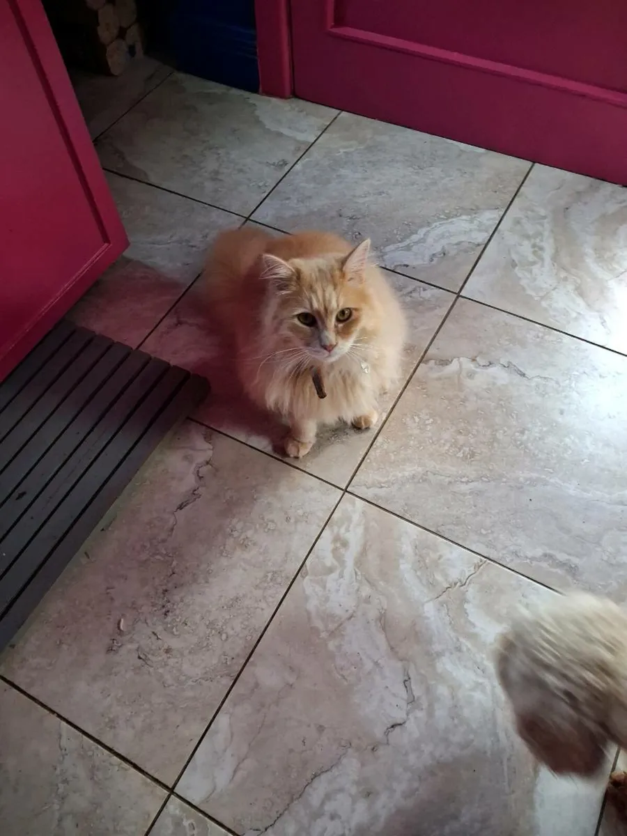 Family pet cat - Image 1