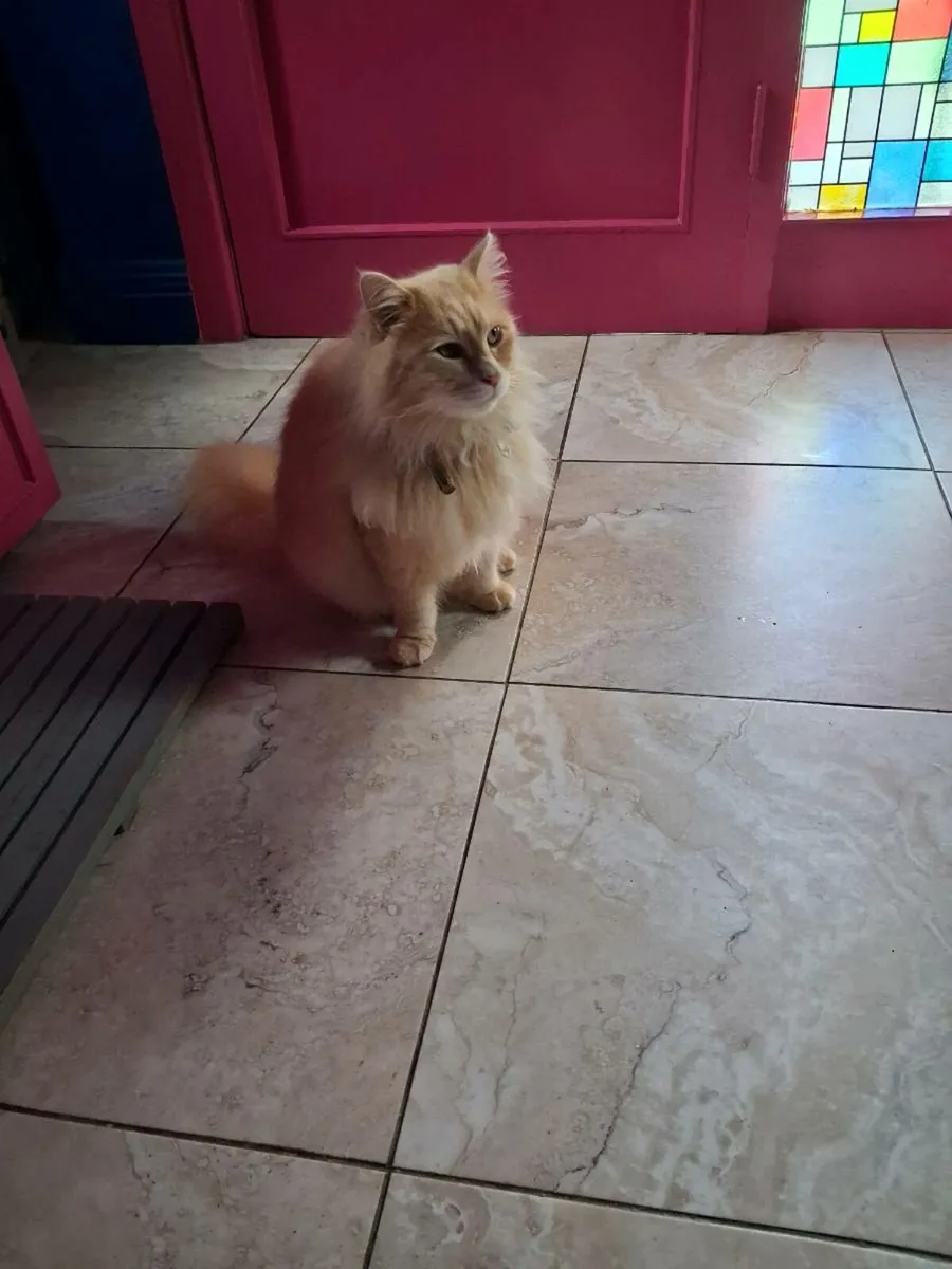 Family pet cat - Image 2
