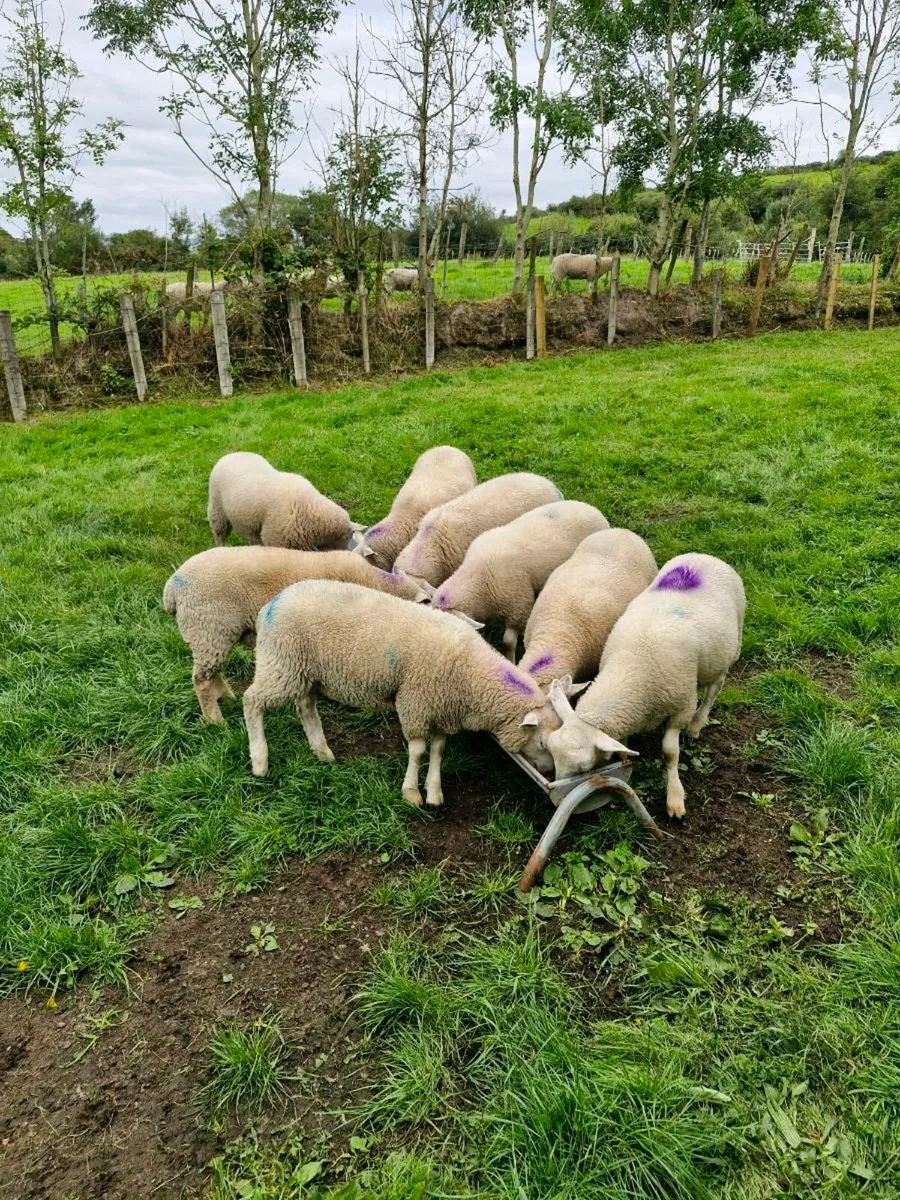 14 lambes ewes and wethers - Image 1