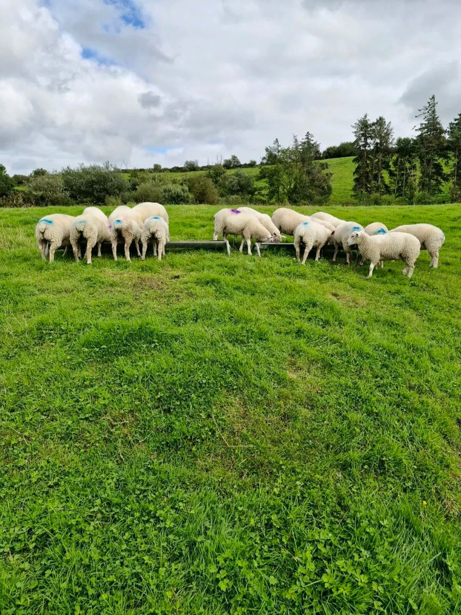 14 lambes ewes and wethers - Image 2