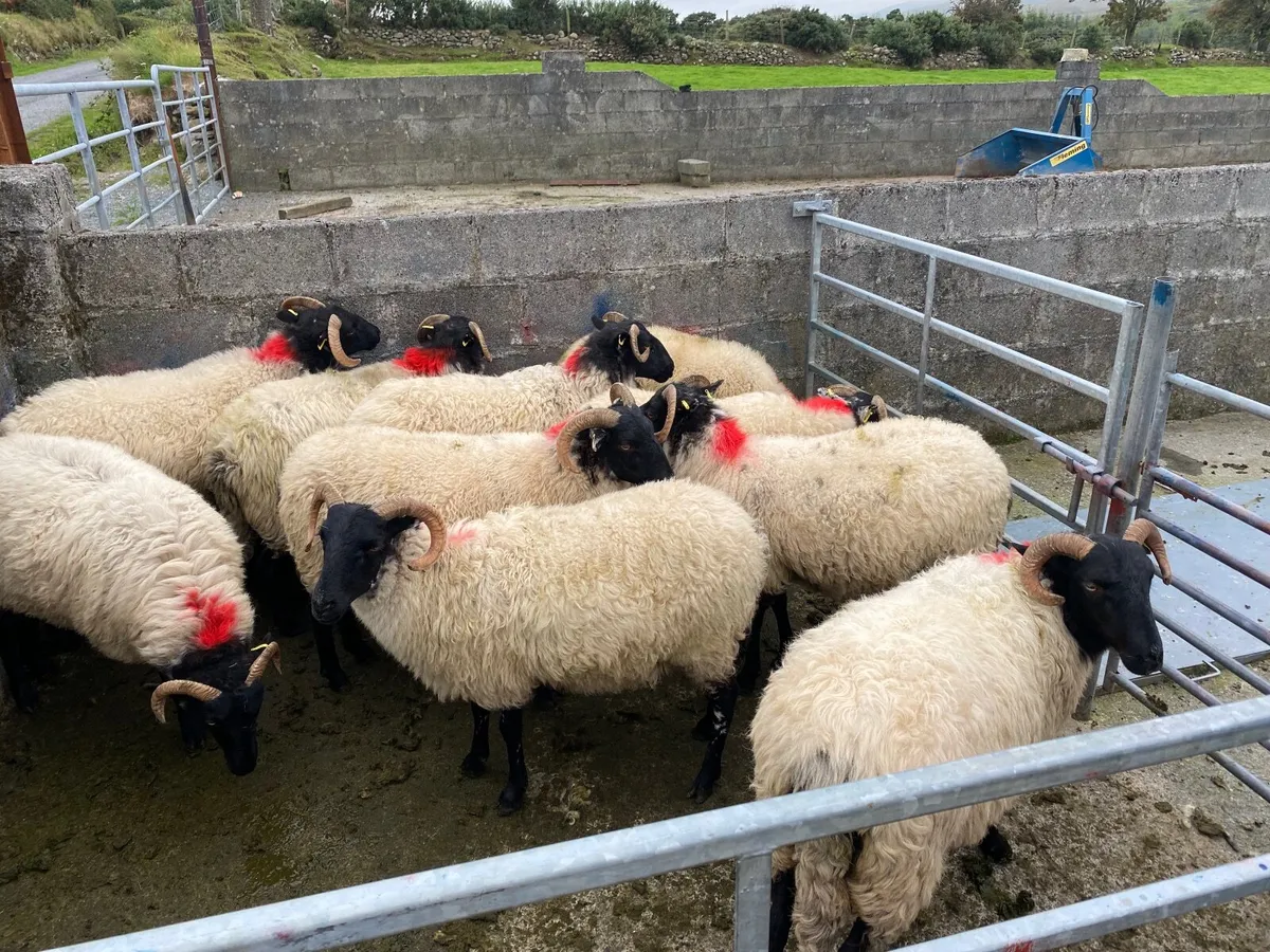 mountain hoggets - Image 1