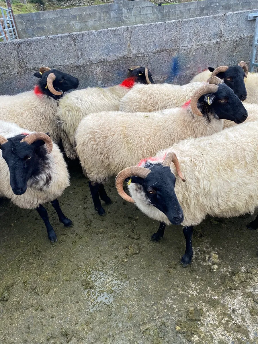 mountain hoggets - Image 2