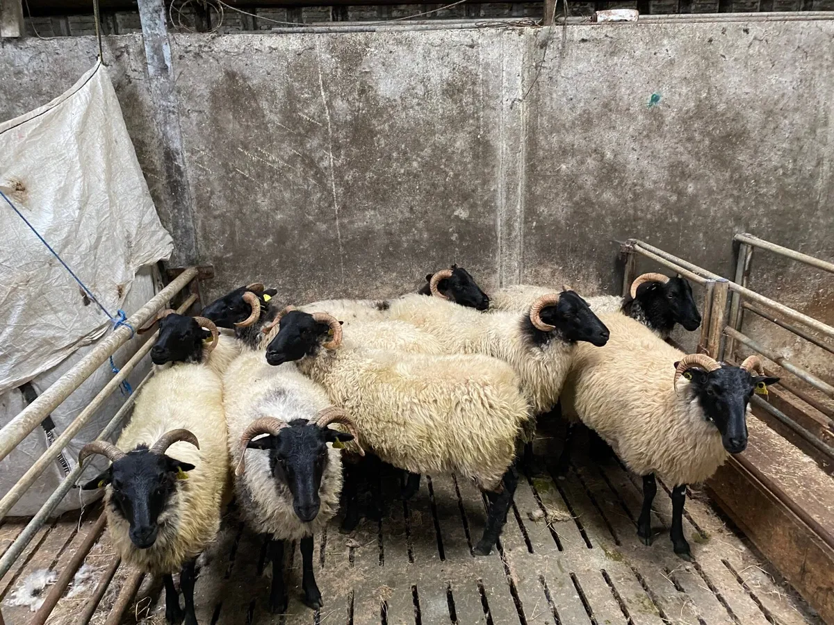 mountain hoggets - Image 3