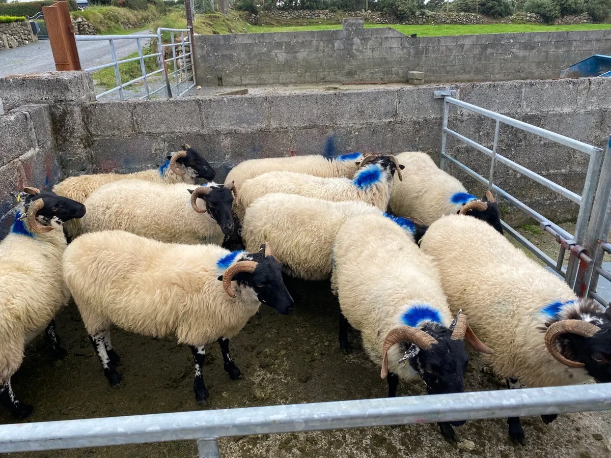 mountain hoggets - Image 4