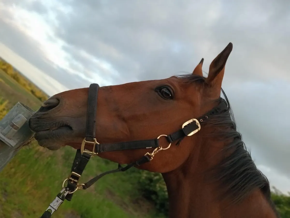 17’2 bay gelding - Image 2