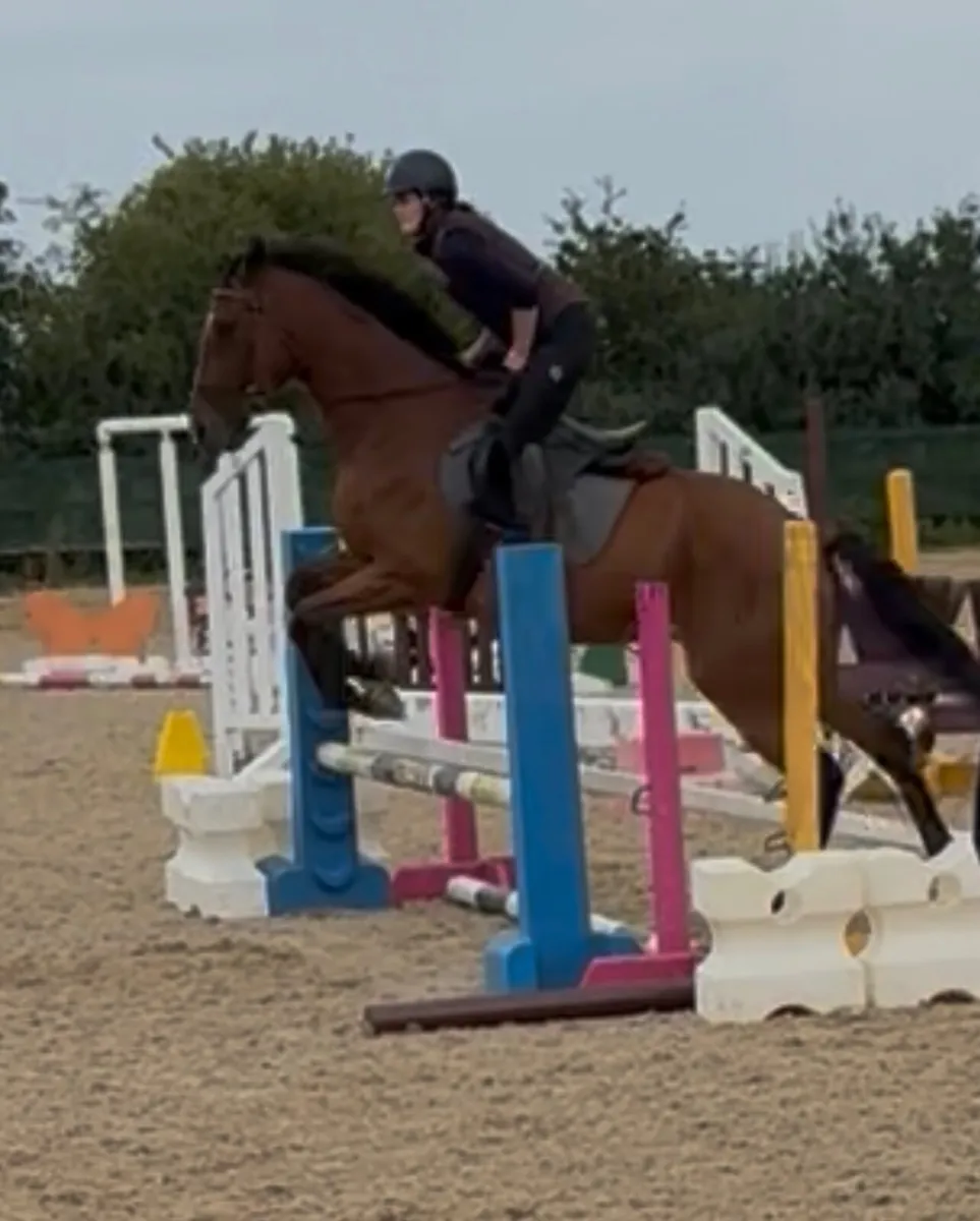 17’2 bay gelding - Image 1