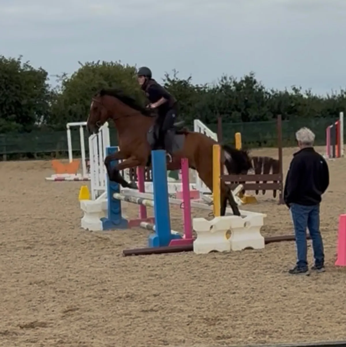 17’2 bay gelding - Image 3