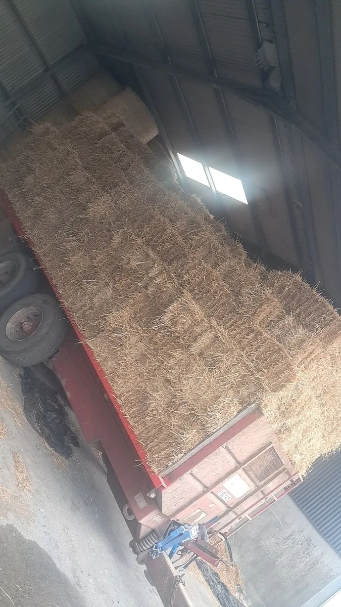 Small square bales of straw - Image 1