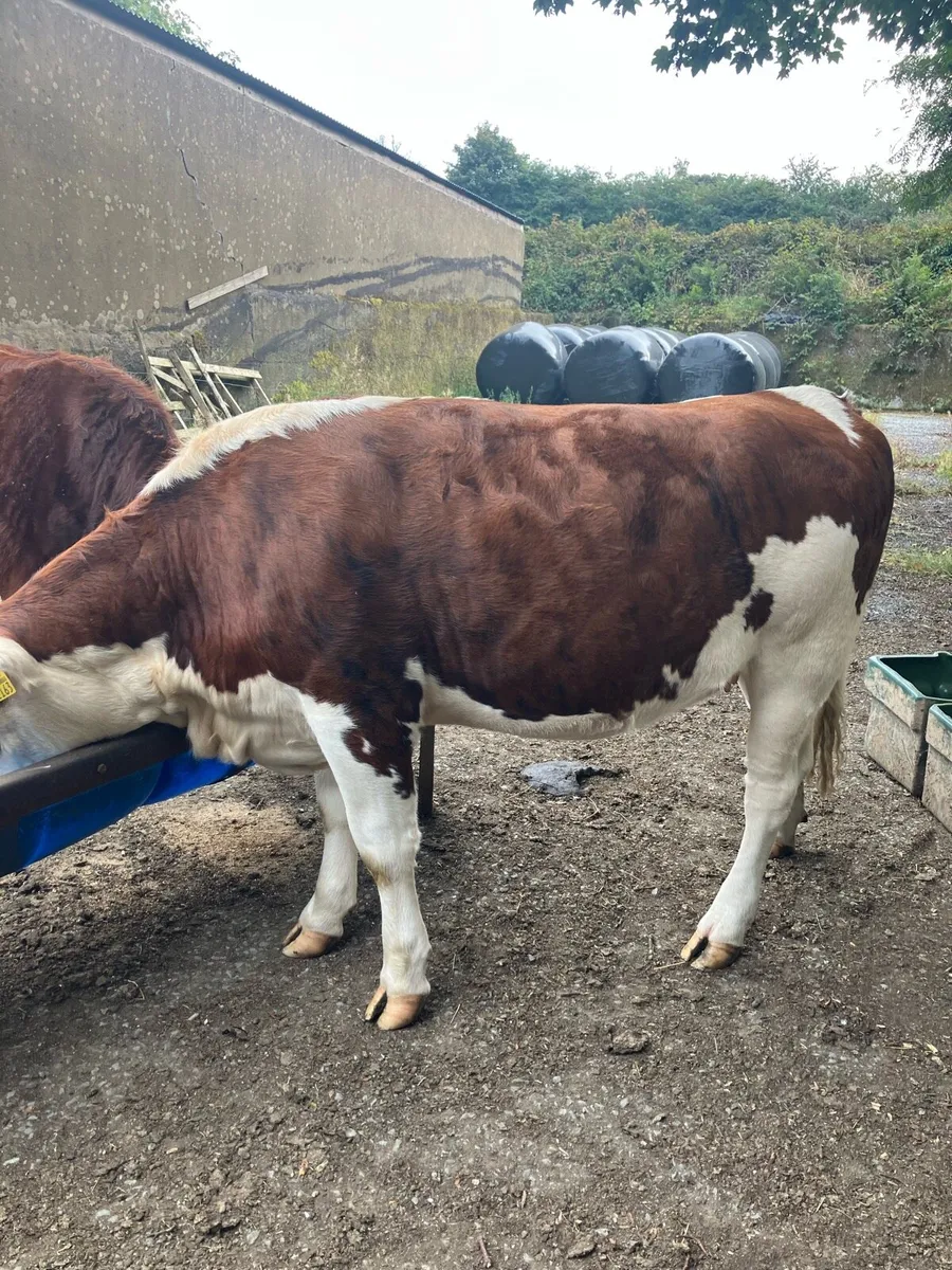 2 heifers - Image 1