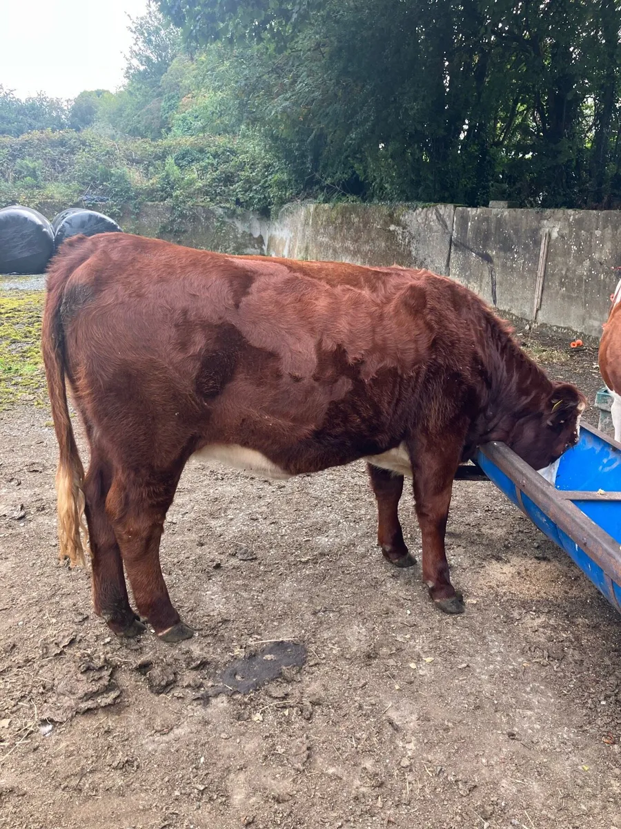 2 heifers - Image 2