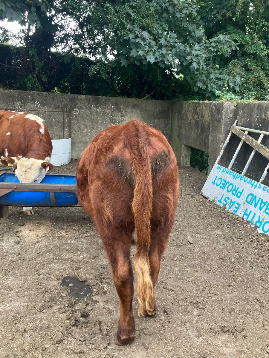 2 heifers - Image 3