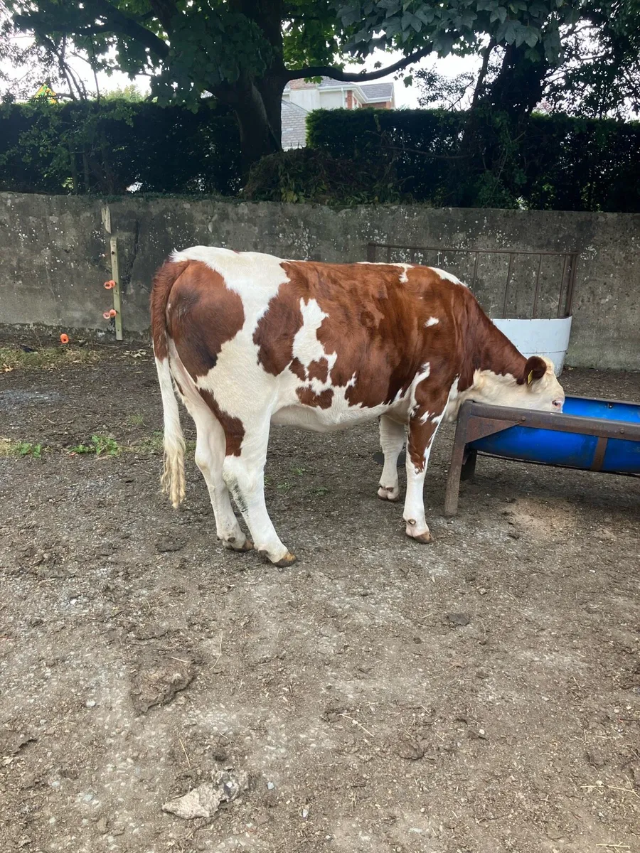2 heifers - Image 4