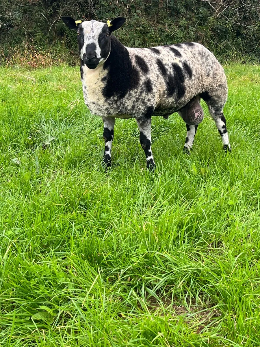 Dutch Spotted rams - Image 1