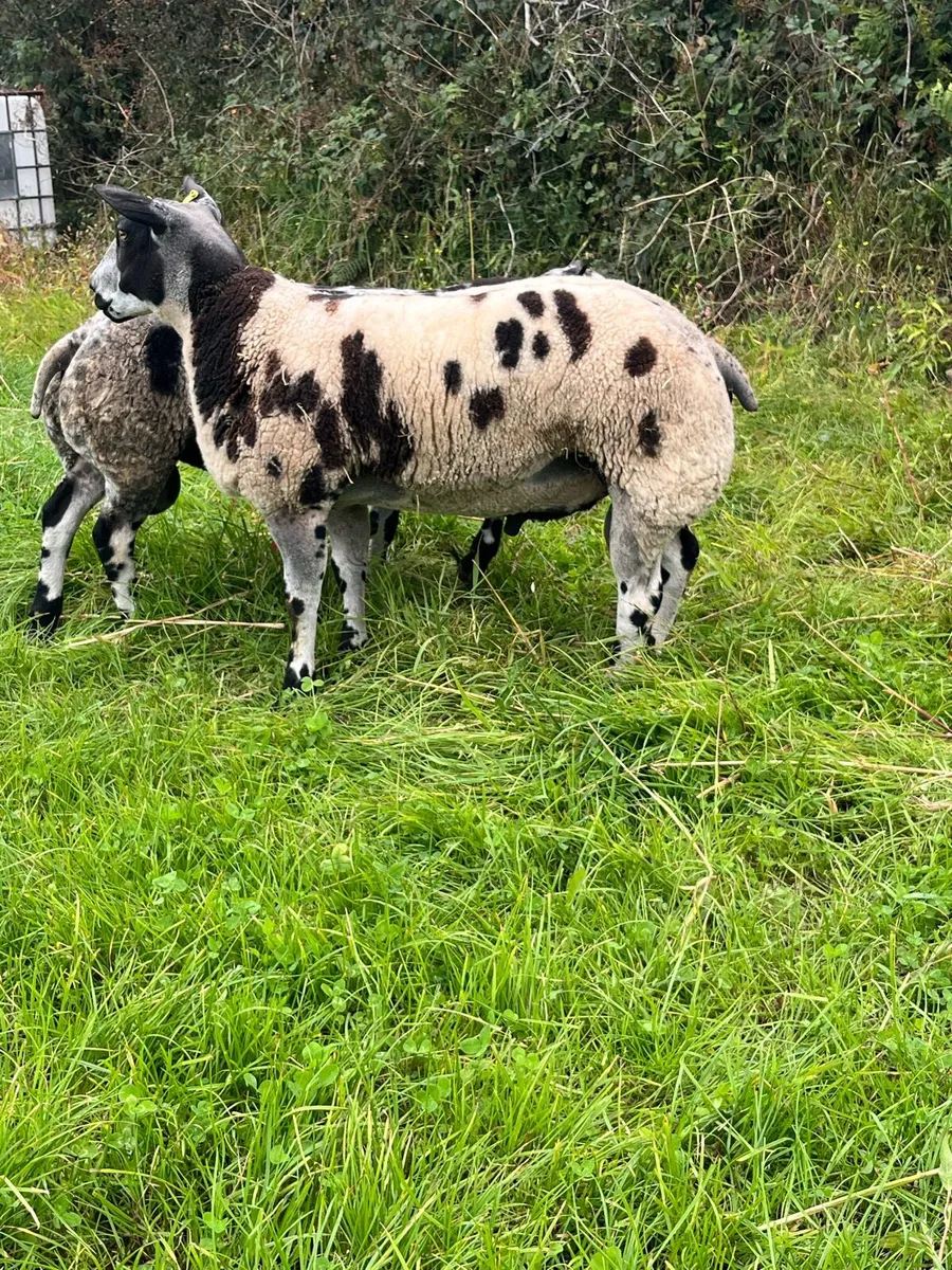 Dutch Spotted rams - Image 2