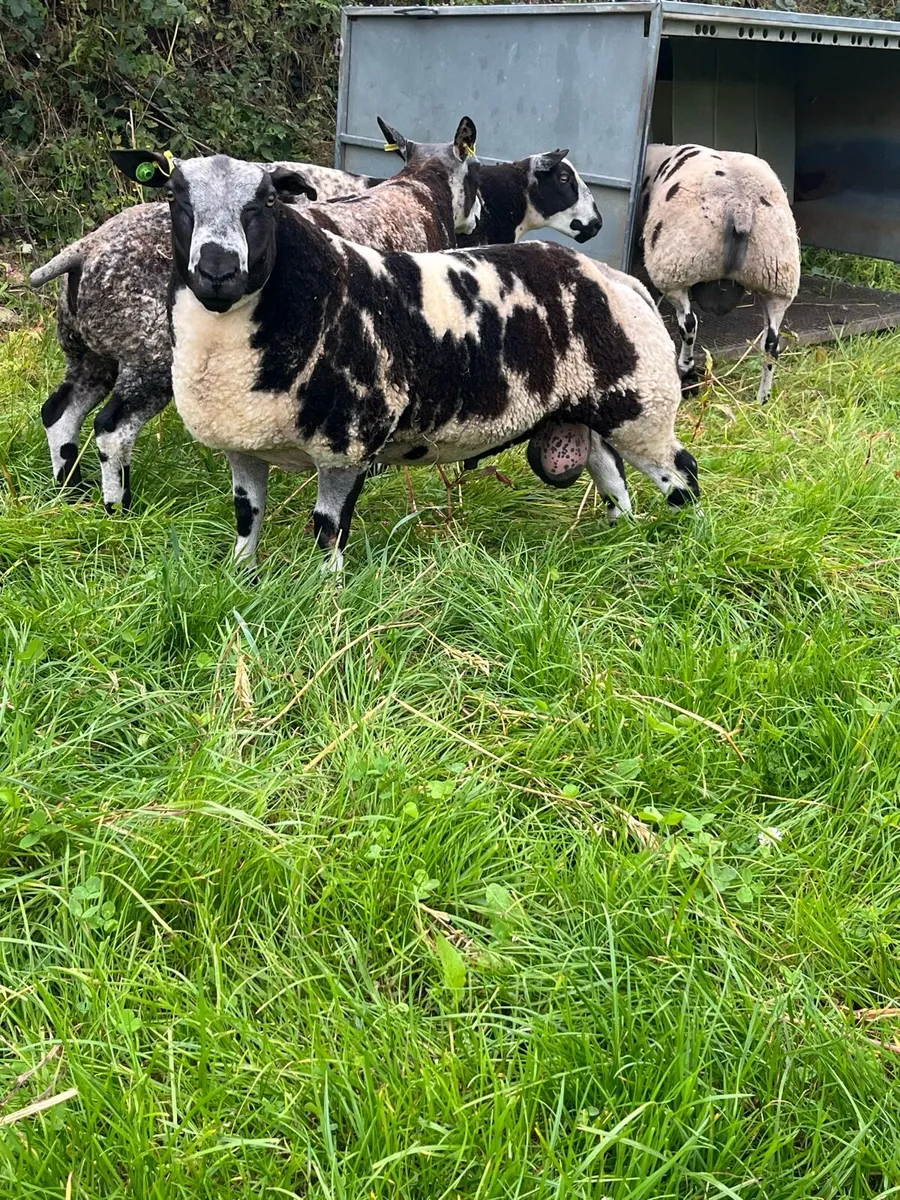 Dutch Spotted rams - Image 3