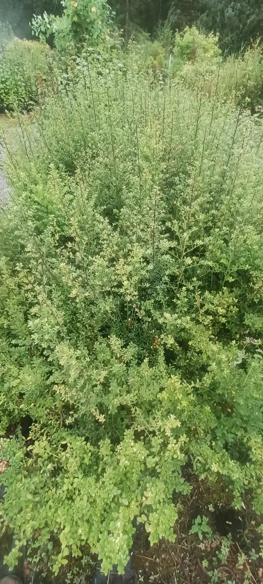 Box hedging alternative - Image 1