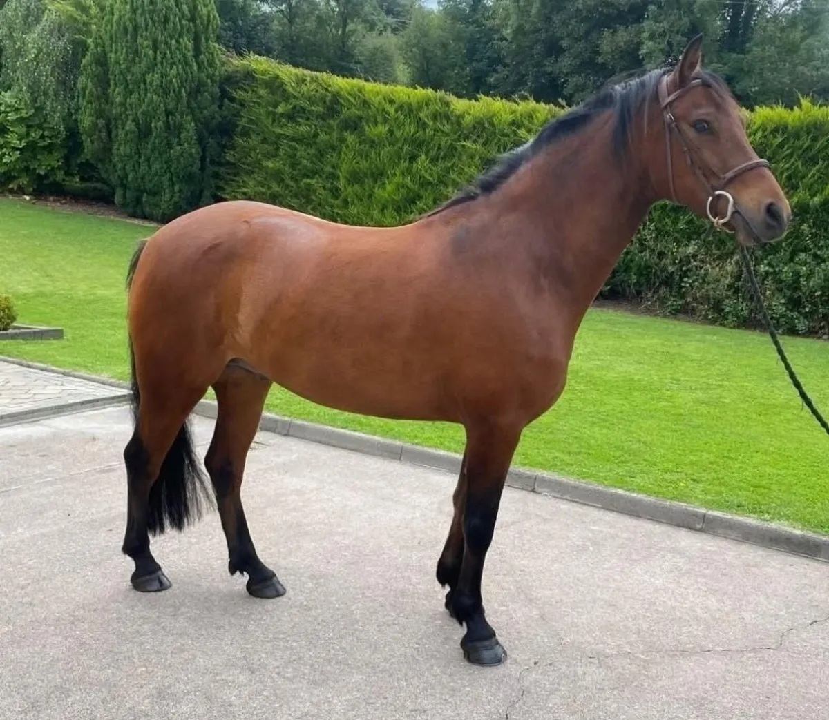 SONÁS Connemara Gelding - Image 1
