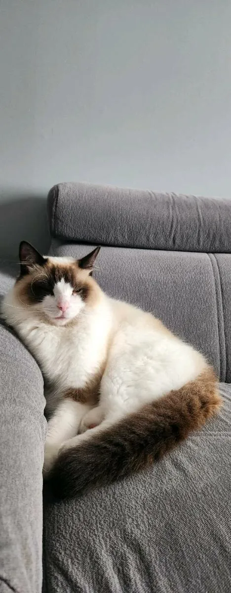 Ragdoll - Image 1