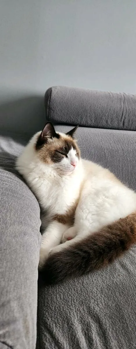 Ragdoll - Image 2