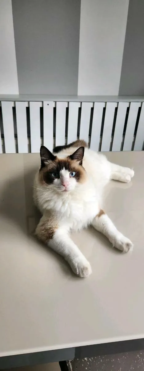 Ragdoll - Image 3
